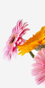 slide img banner 06